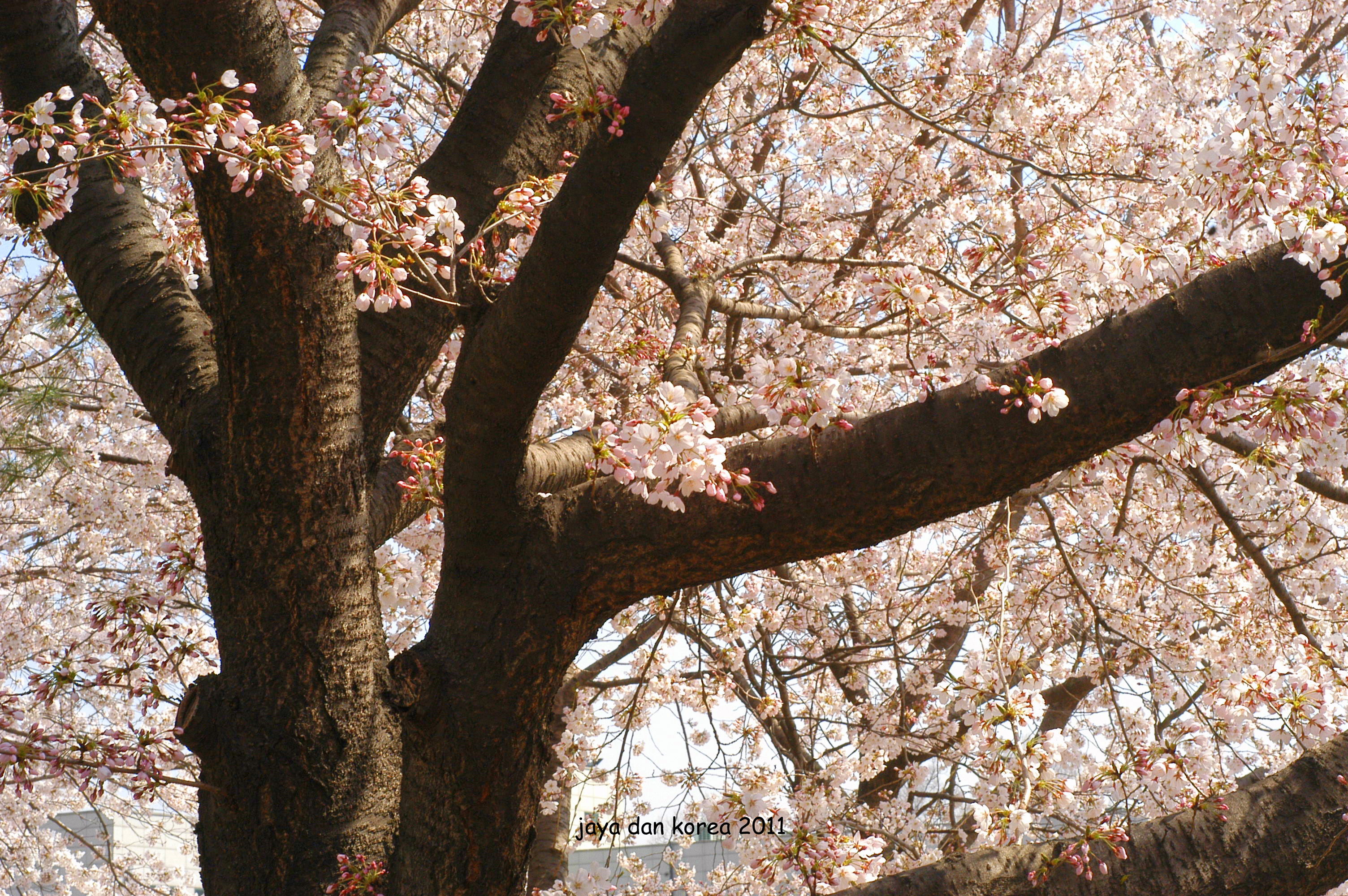 Cherry Blossom Session Part I Dan Merekapun Bertasbih Pada Allah